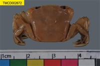 藏品(字紋弓蟹)的圖片